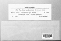 Puccinia lactucarum image